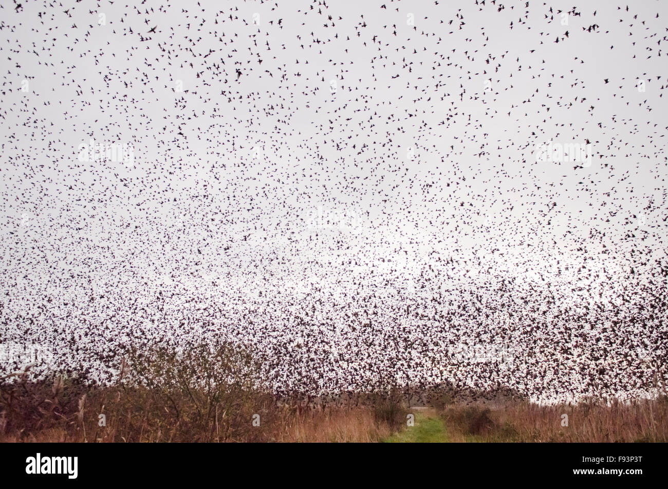 [Starling Sturnus vulgaris] murmuration. Troupeau de vol la nuit perchoir en roselière. Somerset, Royaume-Uni. Décembre. Banque D'Images