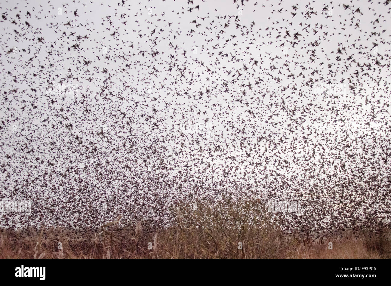 [Starling Sturnus vulgaris] murmuration. Troupeau de vol la nuit perchoir en roselière. Somerset, Royaume-Uni. Décembre. Banque D'Images