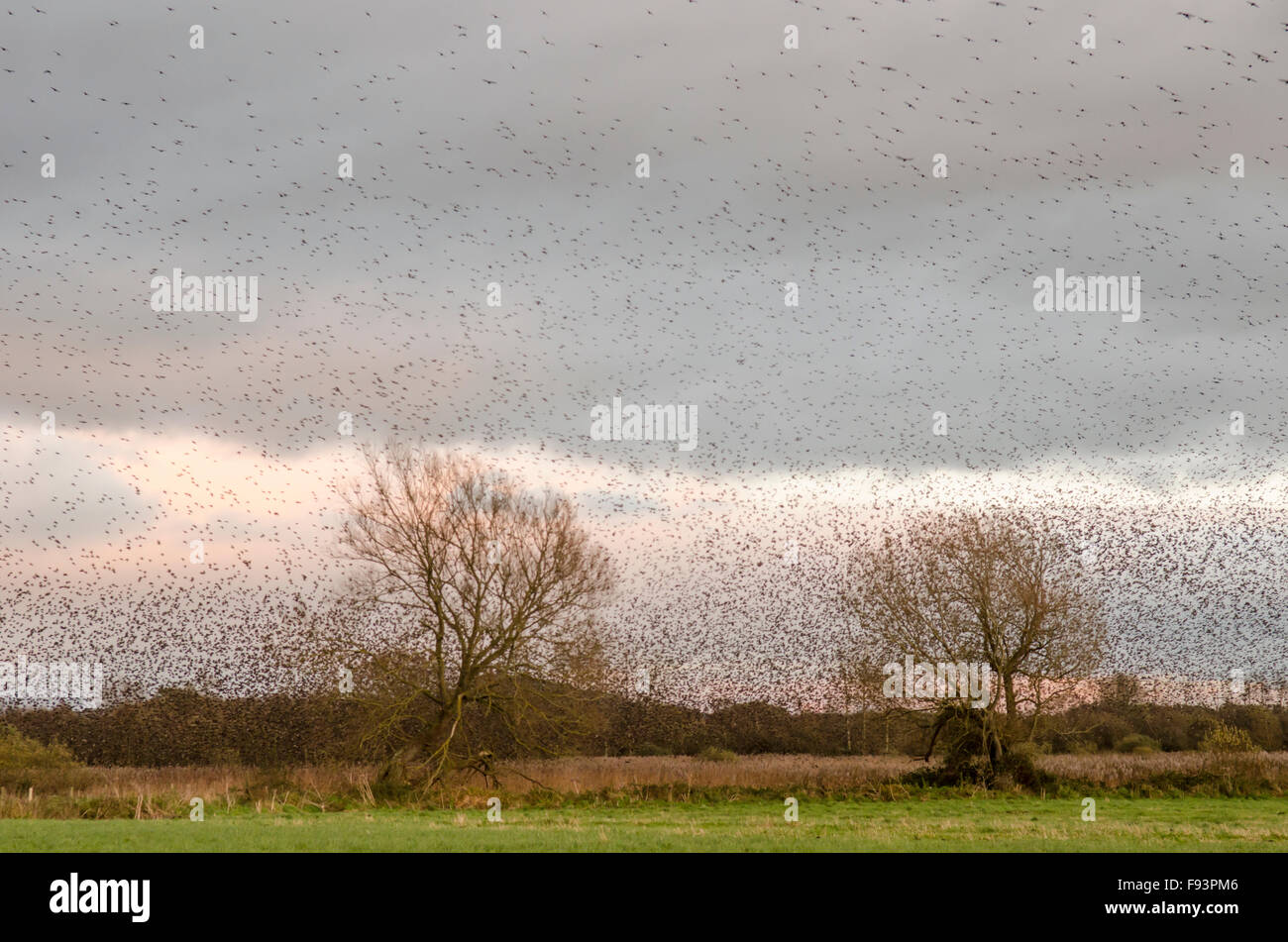 [Starling Sturnus vulgaris] murmuration. Les troupeaux massés à venir se percher. Somerset, Royaume-Uni. Décembre. En soirée. Banque D'Images