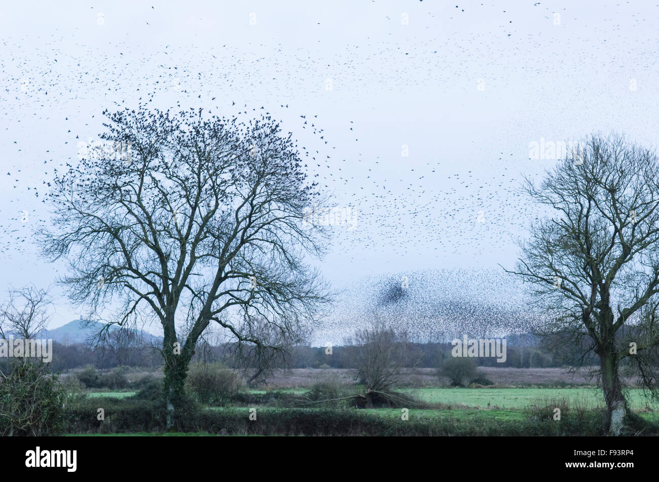 [Starling Sturnus vulgaris] murmuration. Troupeaux de venir à roost. Tor de Glastonbury sur l'horizon. Somerset, Royaume-Uni. Décembre. En soirée. Banque D'Images