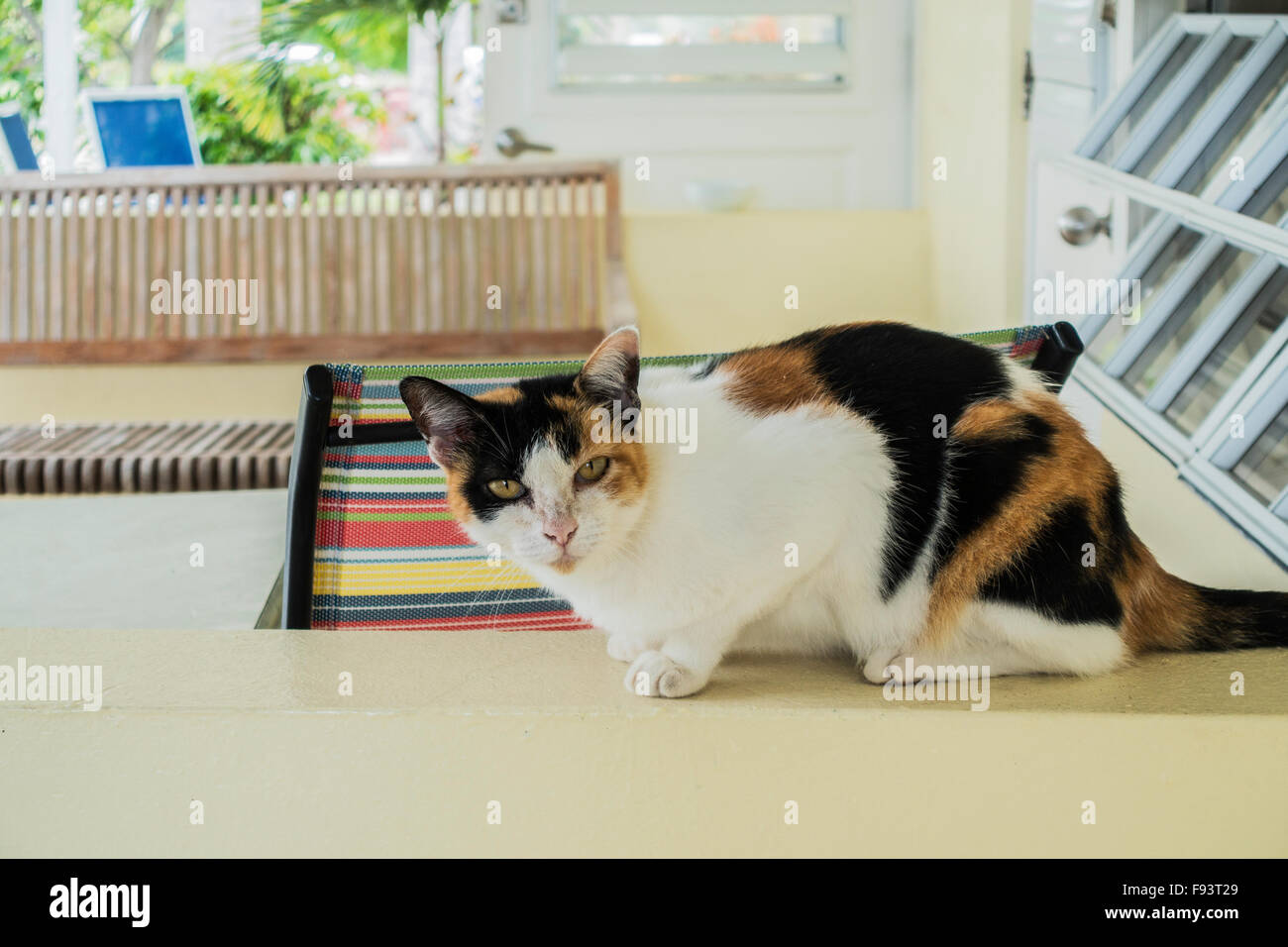 Un Calico house cat, reposant sur un demi-mur sur un porche. Banque D'Images