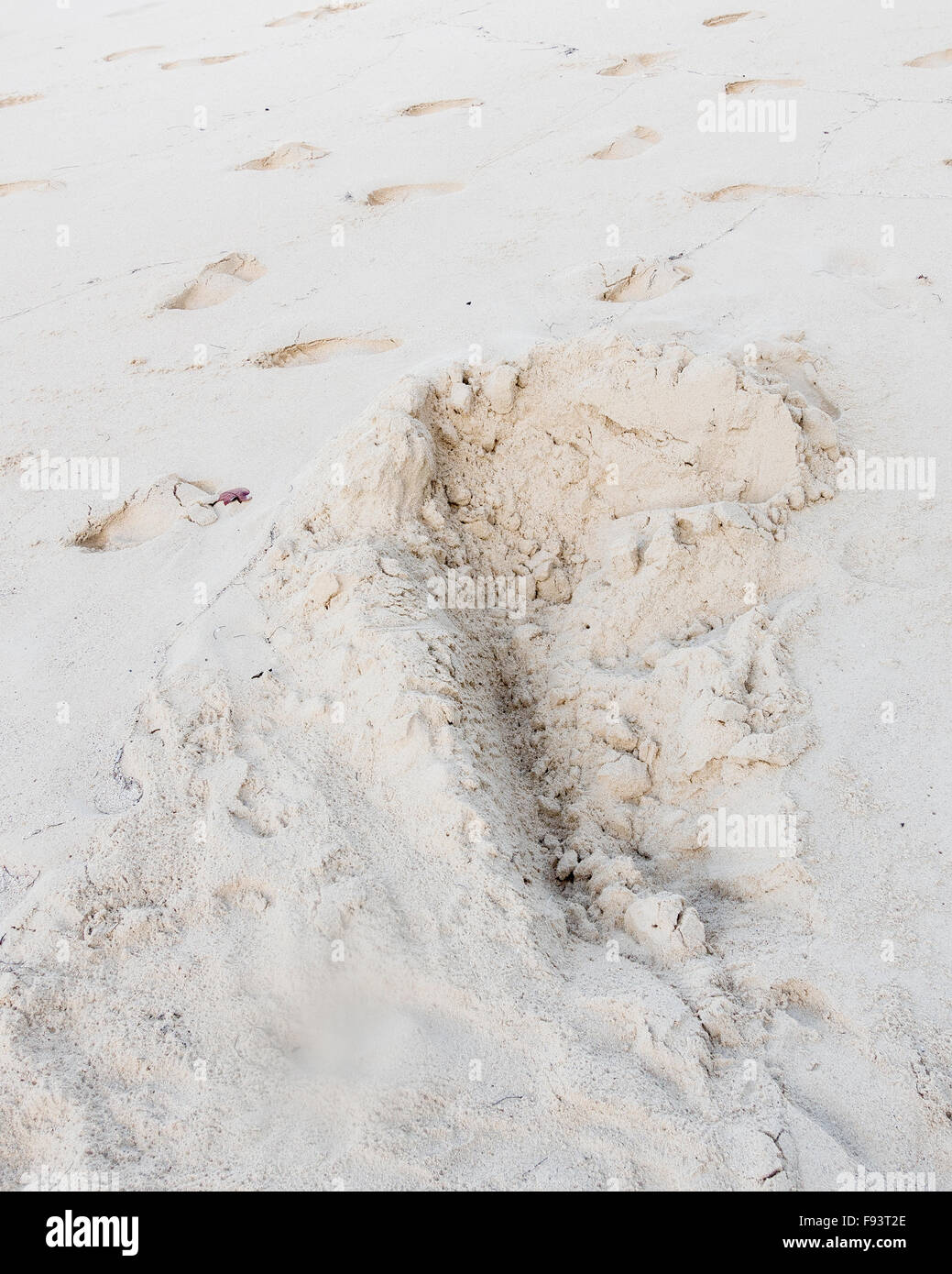 Une tortue de mer nichent sur Turtle Beach, Buck Island, Îles Vierges des États-Unis. Banque D'Images