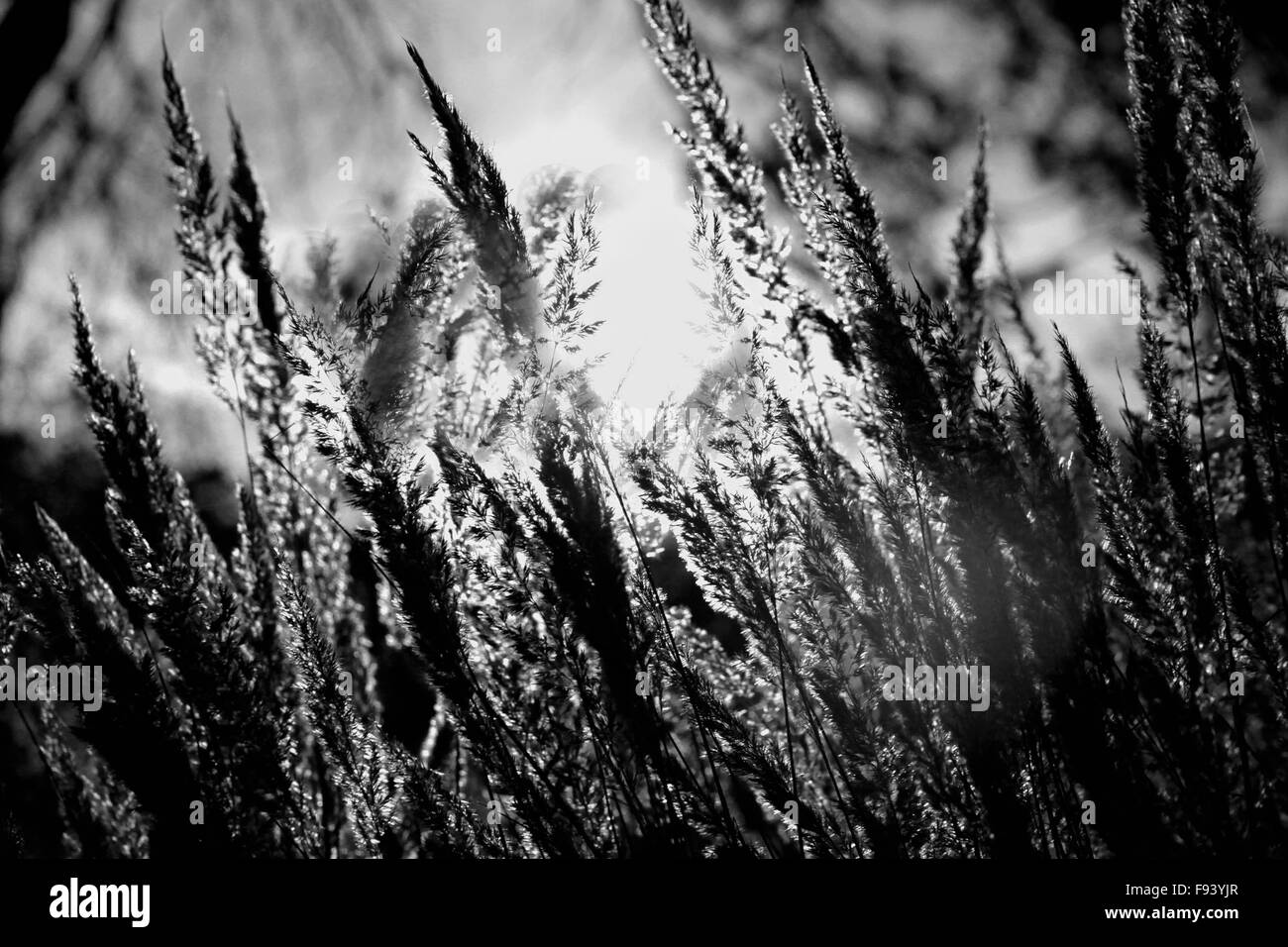 Close-up de l'herbe sèche sur le coucher de soleil, noir/blanc Banque D'Images