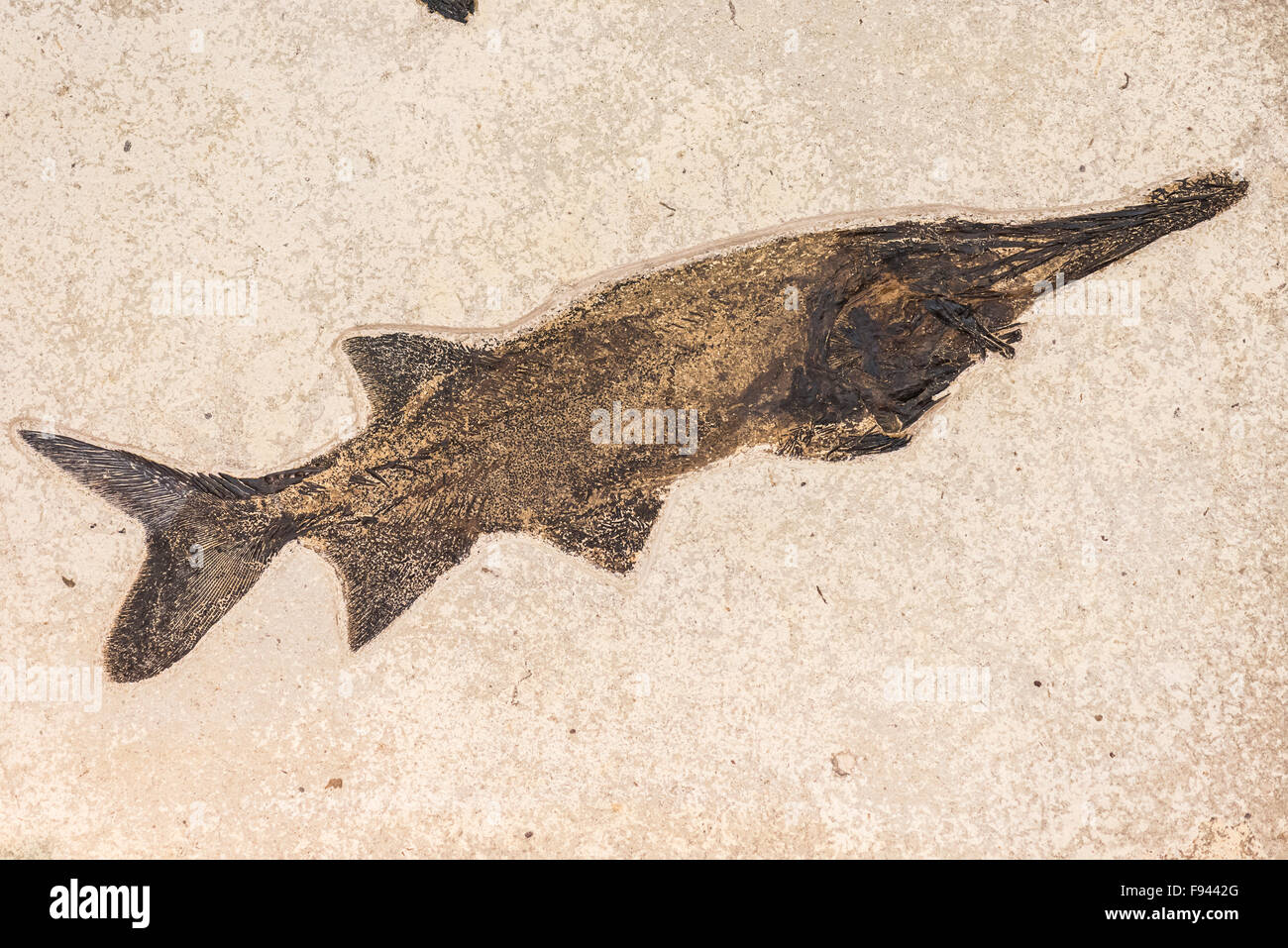 Des fossiles de l'Éocène (Crossopholis un spatulaire) de la Formation de Green River, Wyoming. Banque D'Images