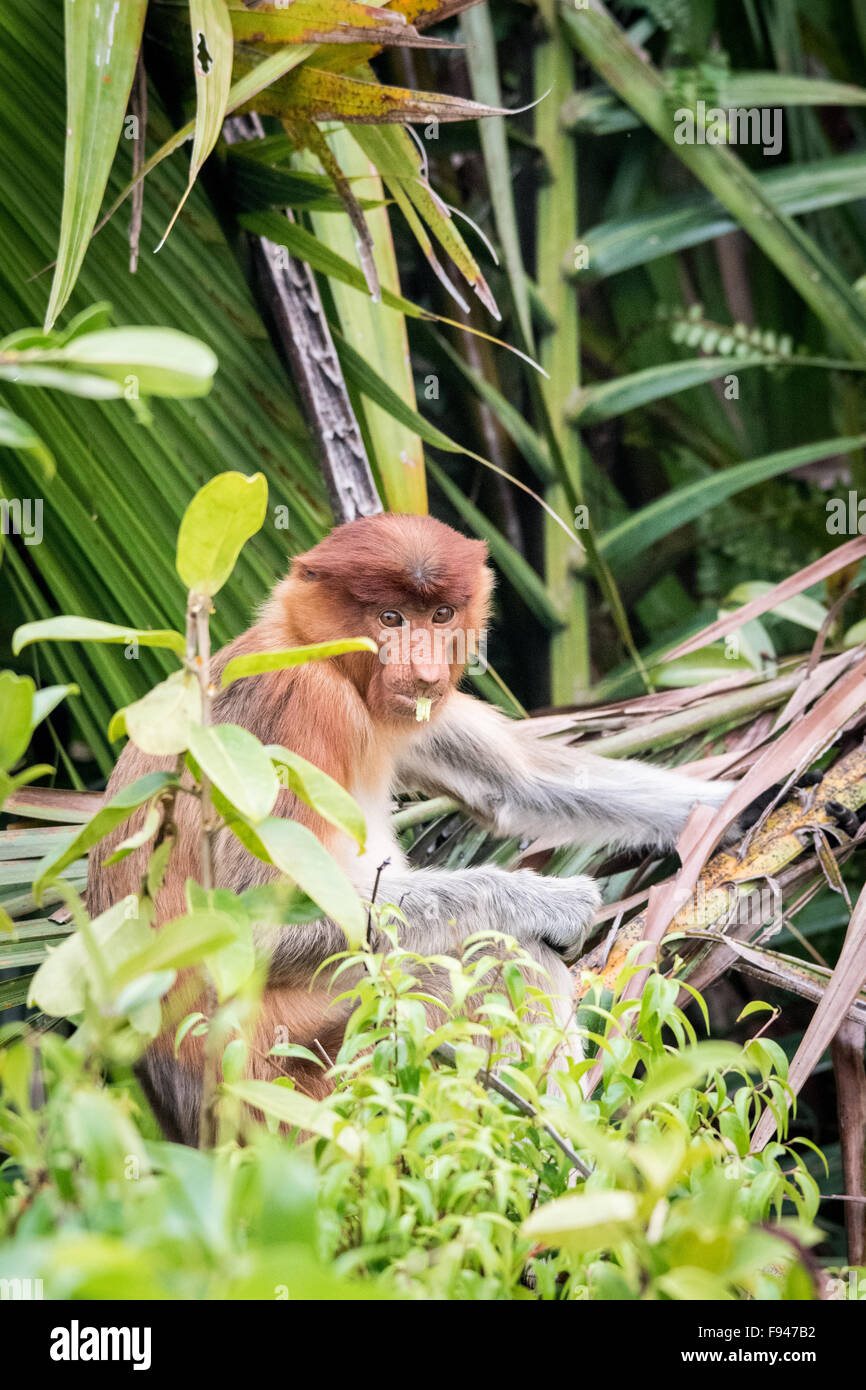 Proboscis Monkey (Nasalis larvatus), Kalimantan, Indonésie Banque D'Images