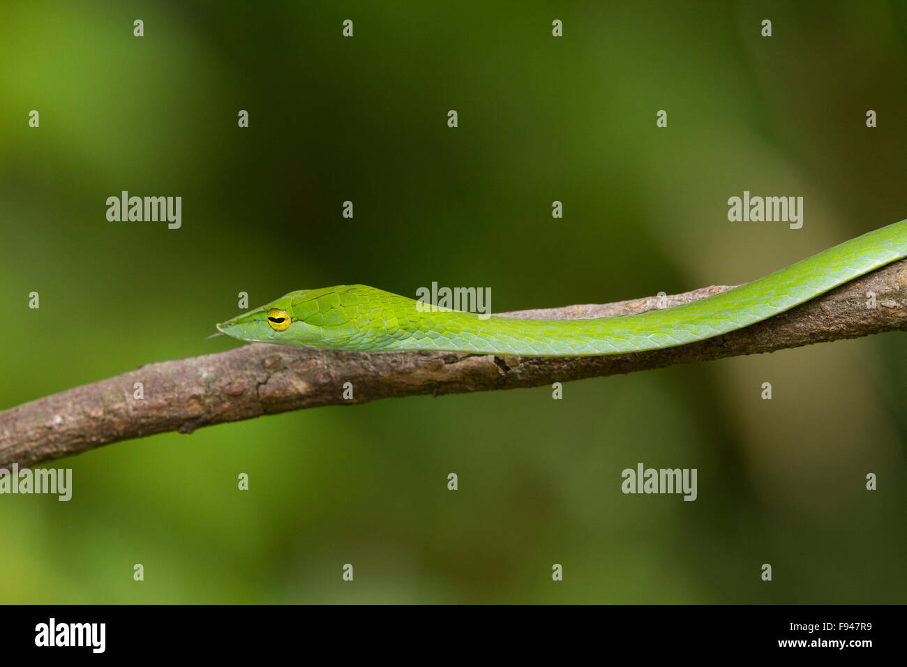 Le Serpent de vigne commune (Ahaetulla nasuta), est un mince serpent vert trouvés en Inde Banque D'Images