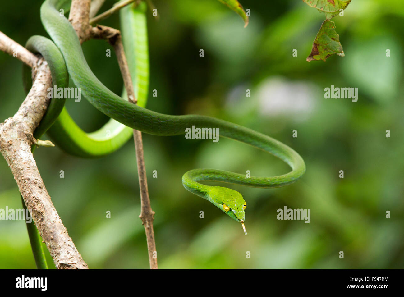 Le Serpent de vigne commune (Ahaetulla nasuta), est un mince serpent vert trouvés en Inde Banque D'Images