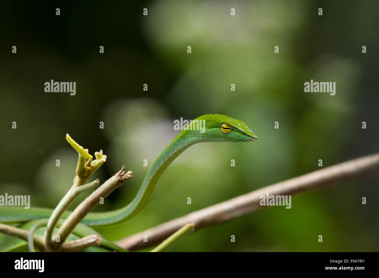 Le Serpent de vigne commune (Ahaetulla nasuta), est un mince serpent vert trouvés en Inde Banque D'Images