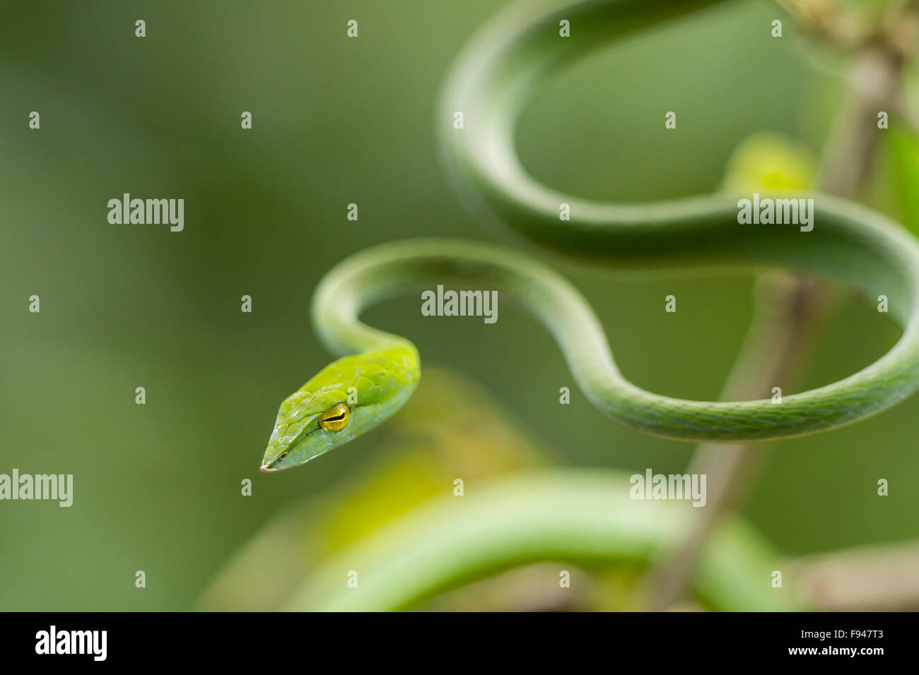 Le Serpent de vigne commune (Ahaetulla nasuta), est un mince serpent vert trouvés en Inde Banque D'Images