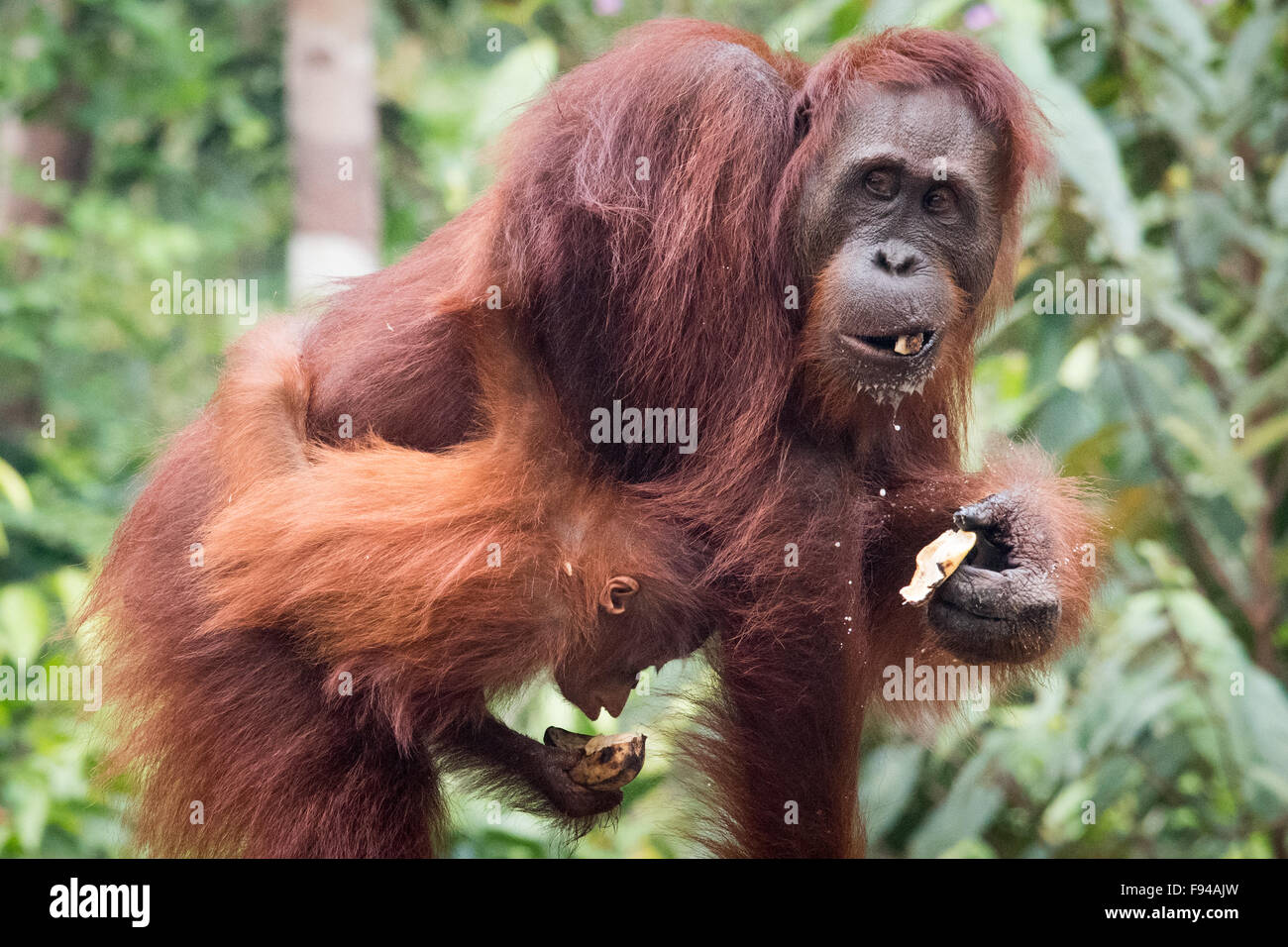 L'orang-outan de Bornéo (Pongo pygmaeus) Alimentation, Tanjung Puting NP, Kalimantan, Bornéo, Indonésie Banque D'Images
