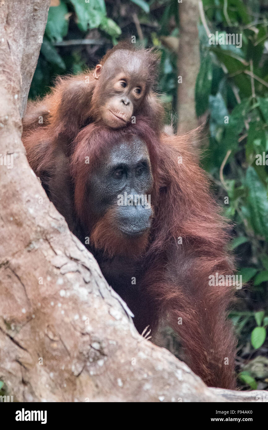 L'orang-outan de Bornéo (Pongo pygmaeus) avec bébé, Tanjung Puting NP, Kalimantan, Bornéo, Indonésie Banque D'Images