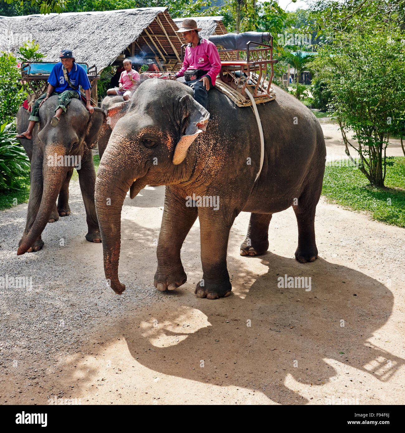 Elephant Camp près de Ao Nang. La province de Krabi, Thaïlande. Banque D'Images
