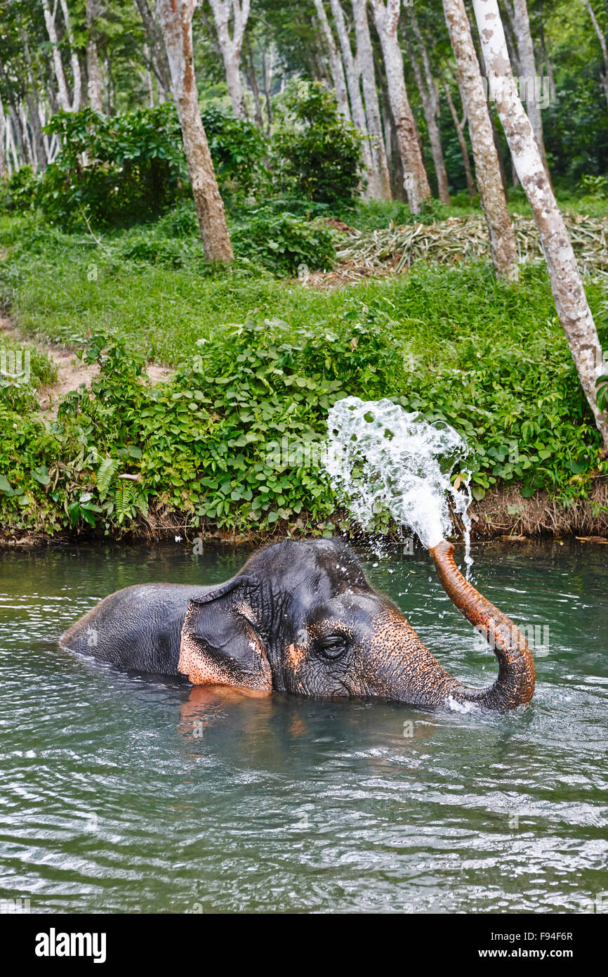 Le bain des éléphants dans une rivière au camp d'éléphant près de Ao Nang. La province de Krabi, Thaïlande. Banque D'Images