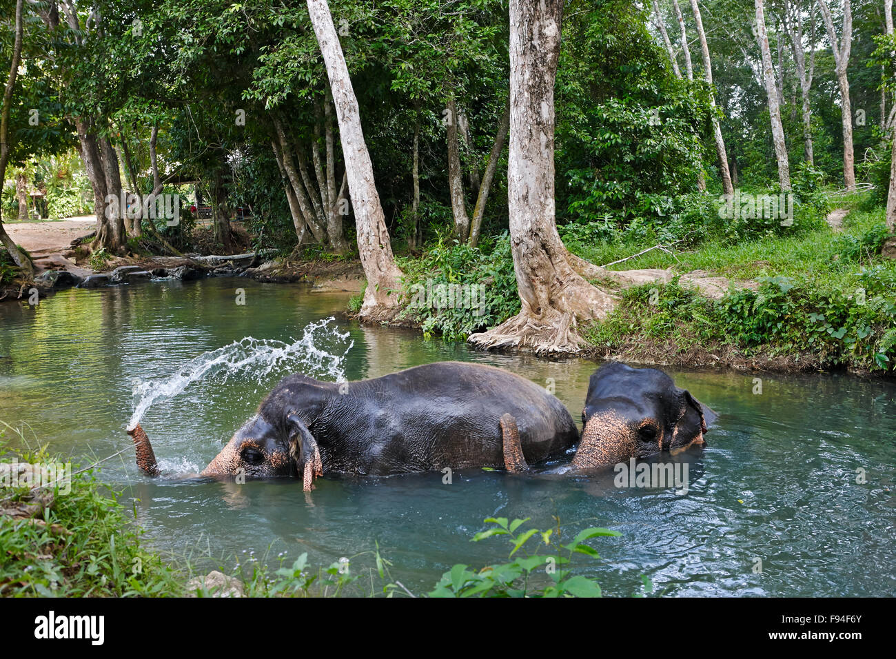 Les éléphants se baignant dans une rivière au camp d'éléphant près de Ao Nang. La province de Krabi, Thaïlande. Banque D'Images