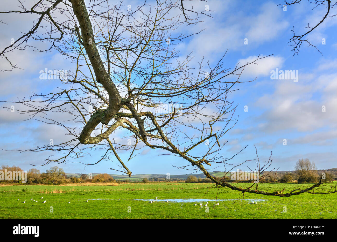Champ inondé en hiver au Royaume-Uni avec un arbre sans feuilles au premier plan. Banque D'Images