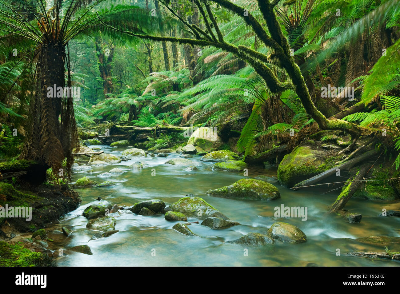 Une rivière qui traverse une belle forêt tropicale. Le ruissellement de l'Beauchamp tombe dans le Grand Parc National d'Otway, Vi Banque D'Images