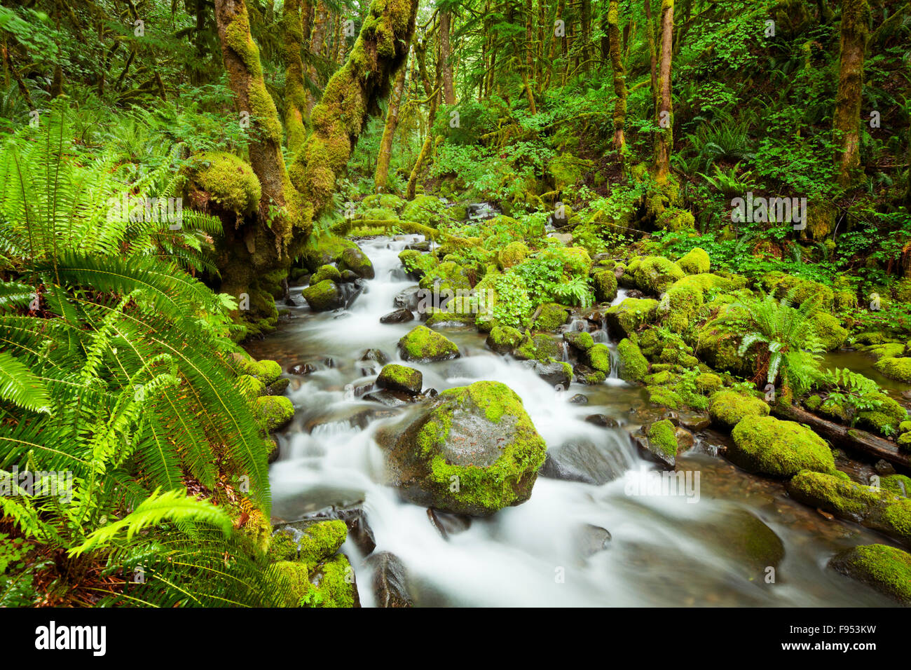 Un ruisseau à travers forêt tropicale luxuriante dans la Columbia River Gorge, Oregon, USA. Banque D'Images