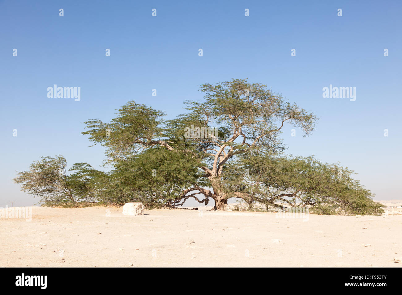 Arbre de Vie, Bahreïn Banque D'Images