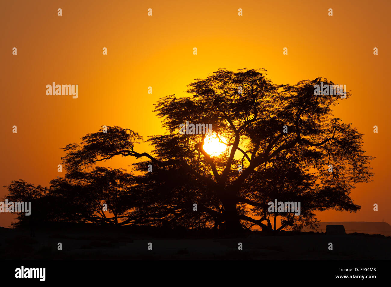 Arbre de Vie au coucher du soleil, à Bahreïn Banque D'Images