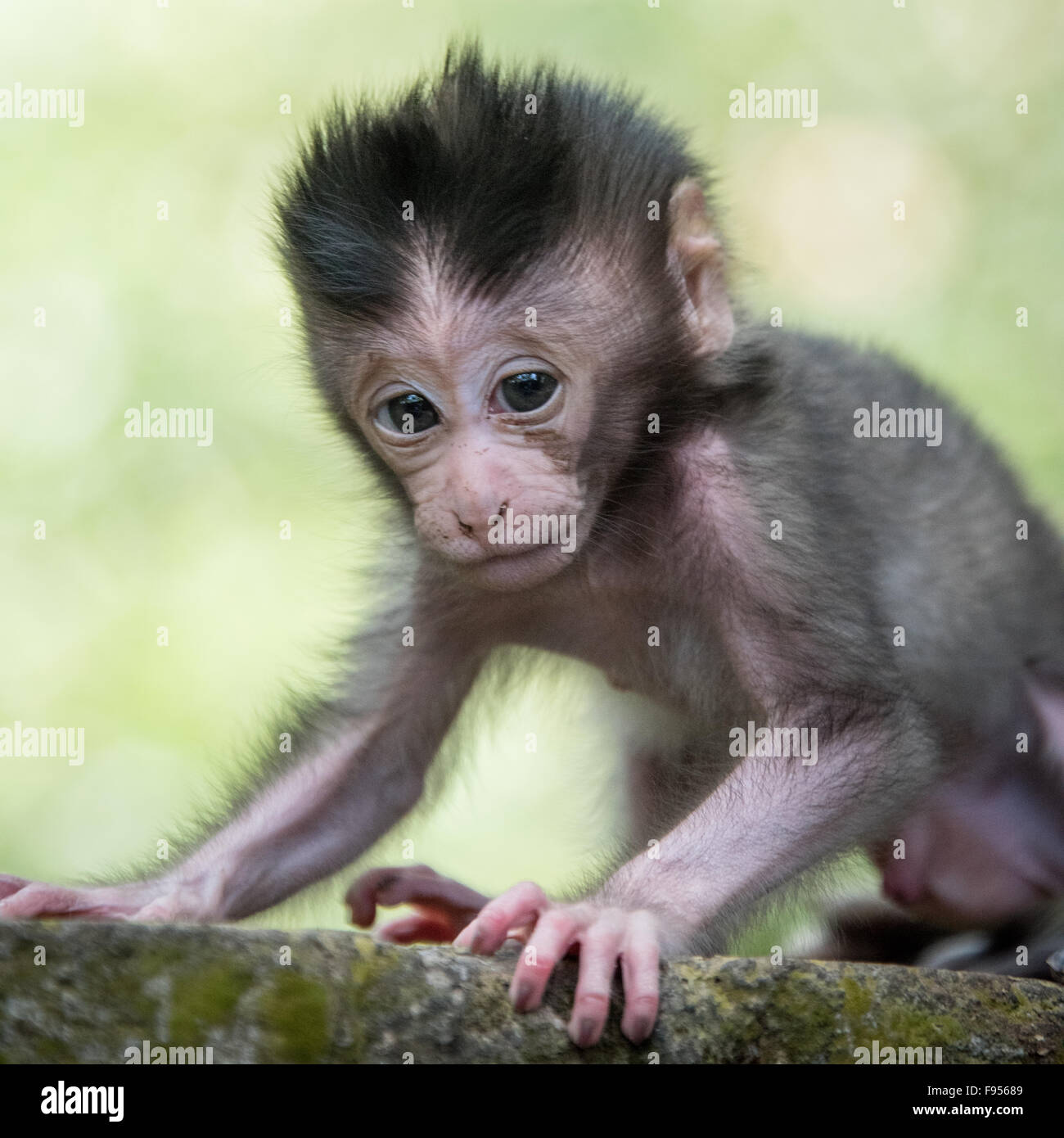 Manger du crabe Macaque (Macaca fascicularis) bébé. Banque D'Images