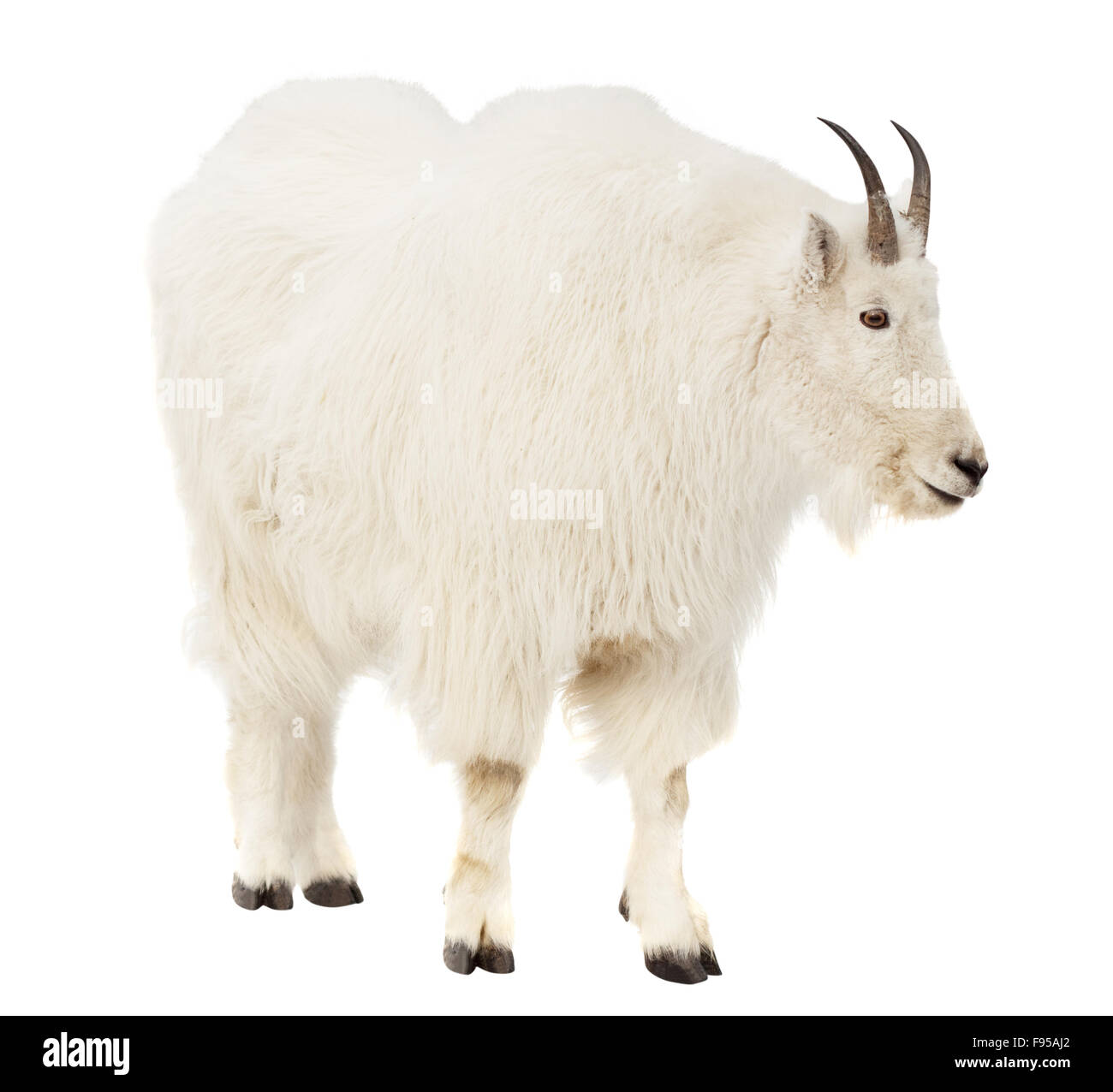 Chèvre des montagnes Rocheuses (Oreamnos americanus). Plus isolé sur fond blanc Photo Stock Alamy