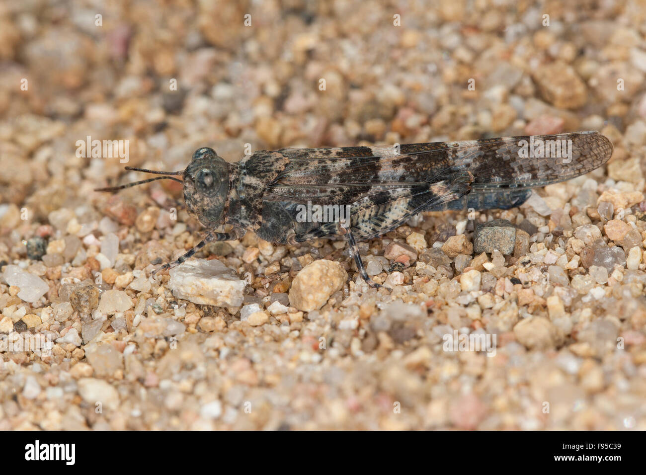 Blue-winged Grasshopper, Sandschrecke Sphingonotus, spec. Banque D'Images