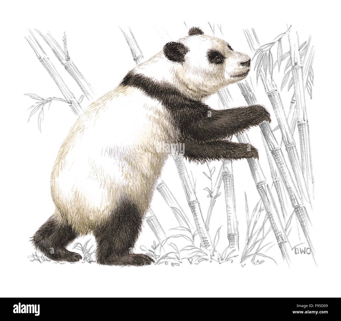 Panda géant Banque D'Images