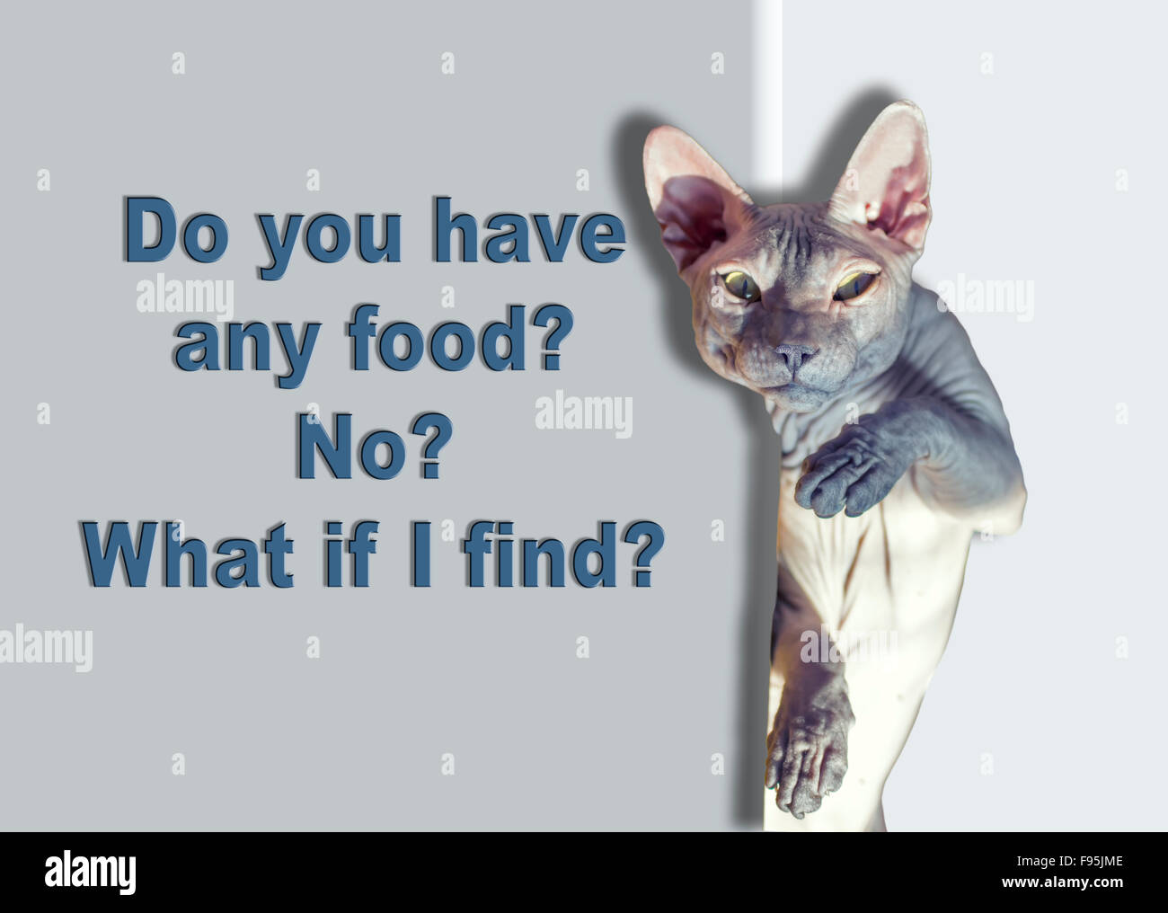 Funny cat sphynx à tête et, de l'alimentation les requêtes. Banque D'Images