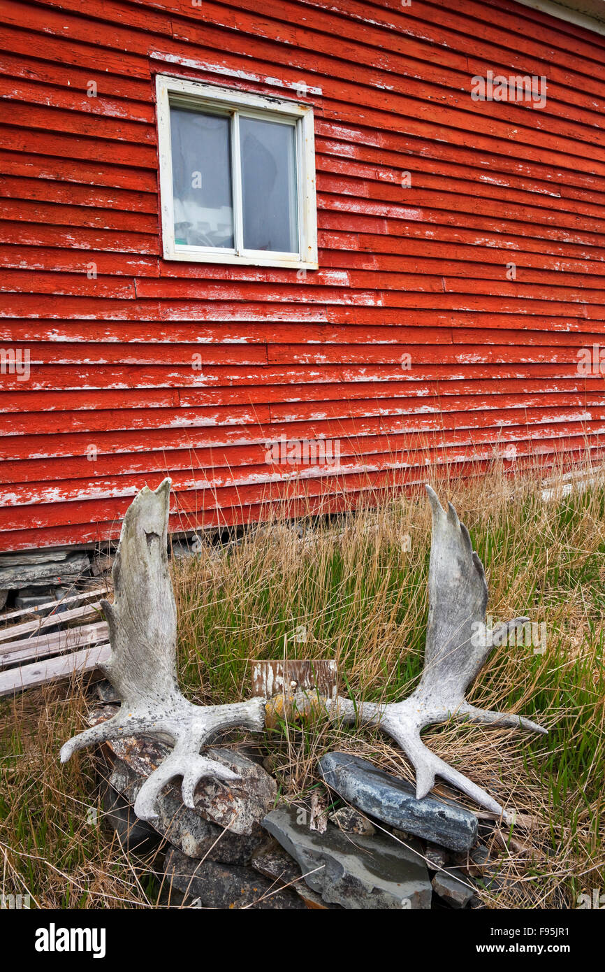 Les bois d'orignaux altérée dans les hautes herbes à côté d'un hangar rouge. Elliston, Terre-Neuve Banque D'Images