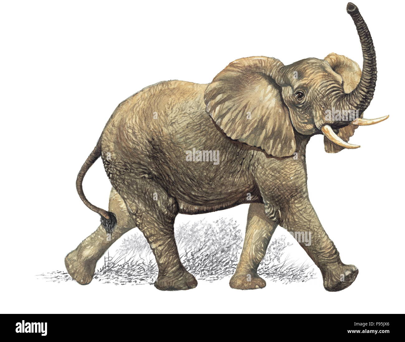 L'éléphant d'Afrique Banque D'Images