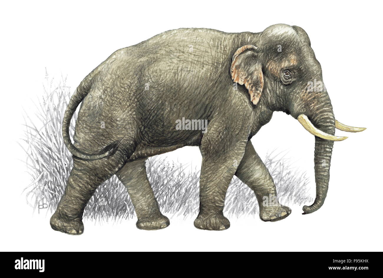 L'éléphant d'Asie Banque D'Images