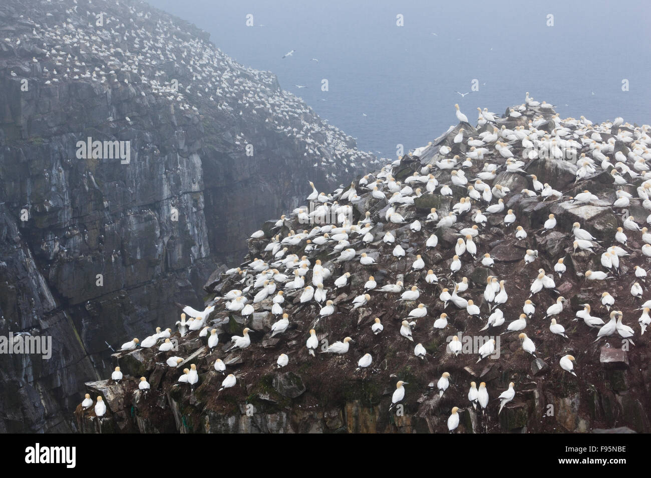 Colonie de fous de Bassan nicheurs sur un matin brumeux à Bird Rock dans la réserve écologique de Cape St. Mary's, Terre-Neuve Banque D'Images