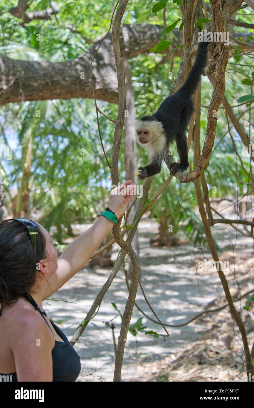 L'alimentation d'un Whiteheaded capushing touristiques (Cebus capucinus) singe dans la jungle du Costa Rica Banque D'Images