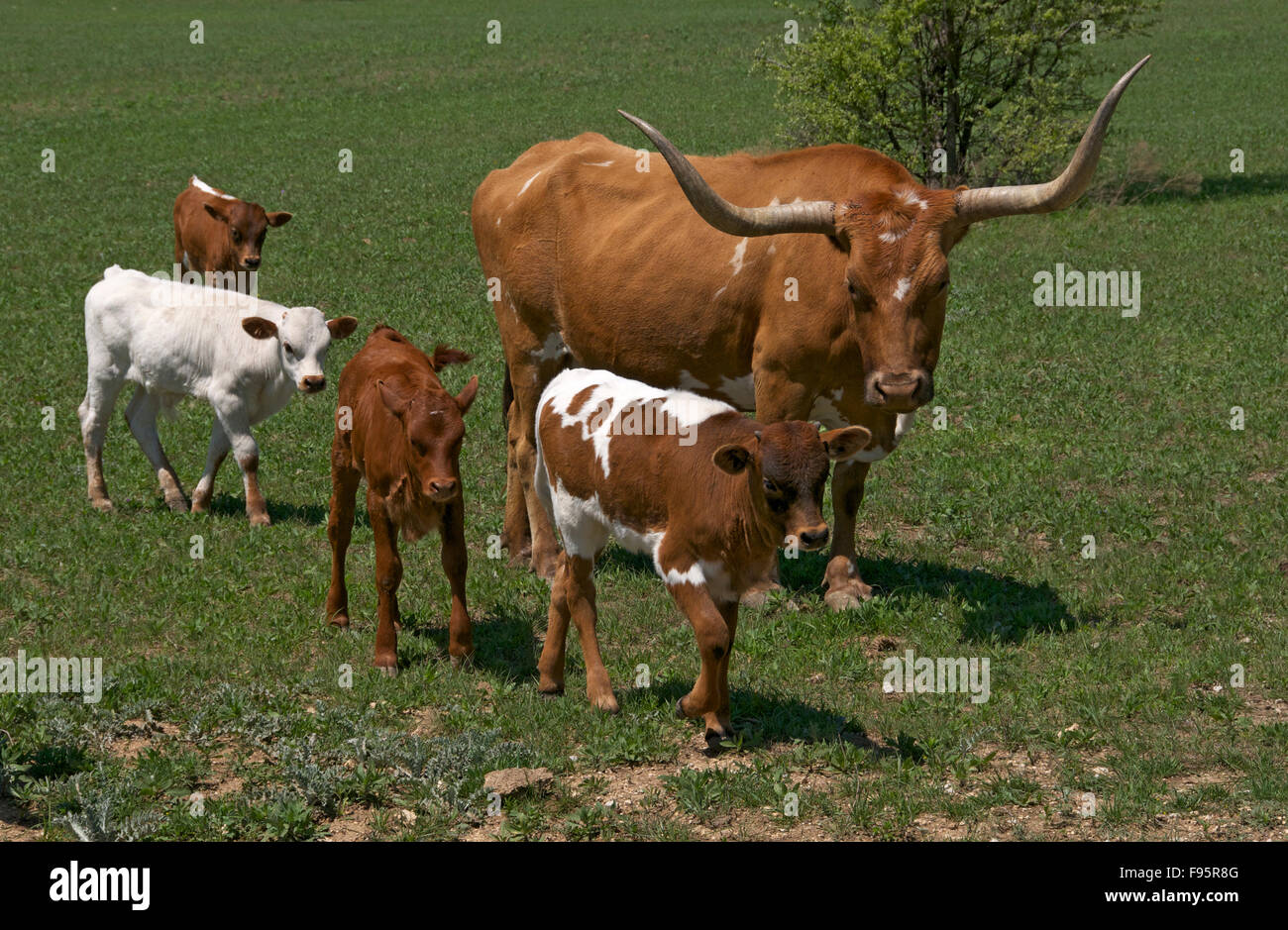 Vache Texas Longhorn avec quatre veaux marcher à ses côtés en vert pâturage. Decatur, TX, États-Unis d'Amérique Banque D'Images