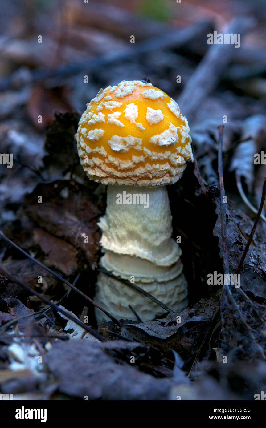 Libre d'Amanita muscaria champignon, communément connu sous le nom de l'agaric fly. Toxique. Près de Thunder Bay, ON, Canada. Banque D'Images