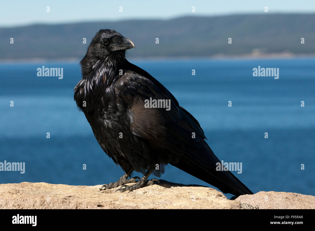 Grand corbeau perché sur le roc avec le lac en arrière-plan. (Corvus corax), Yellowstone Nat'l Park, Wyoming, USA. Banque D'Images