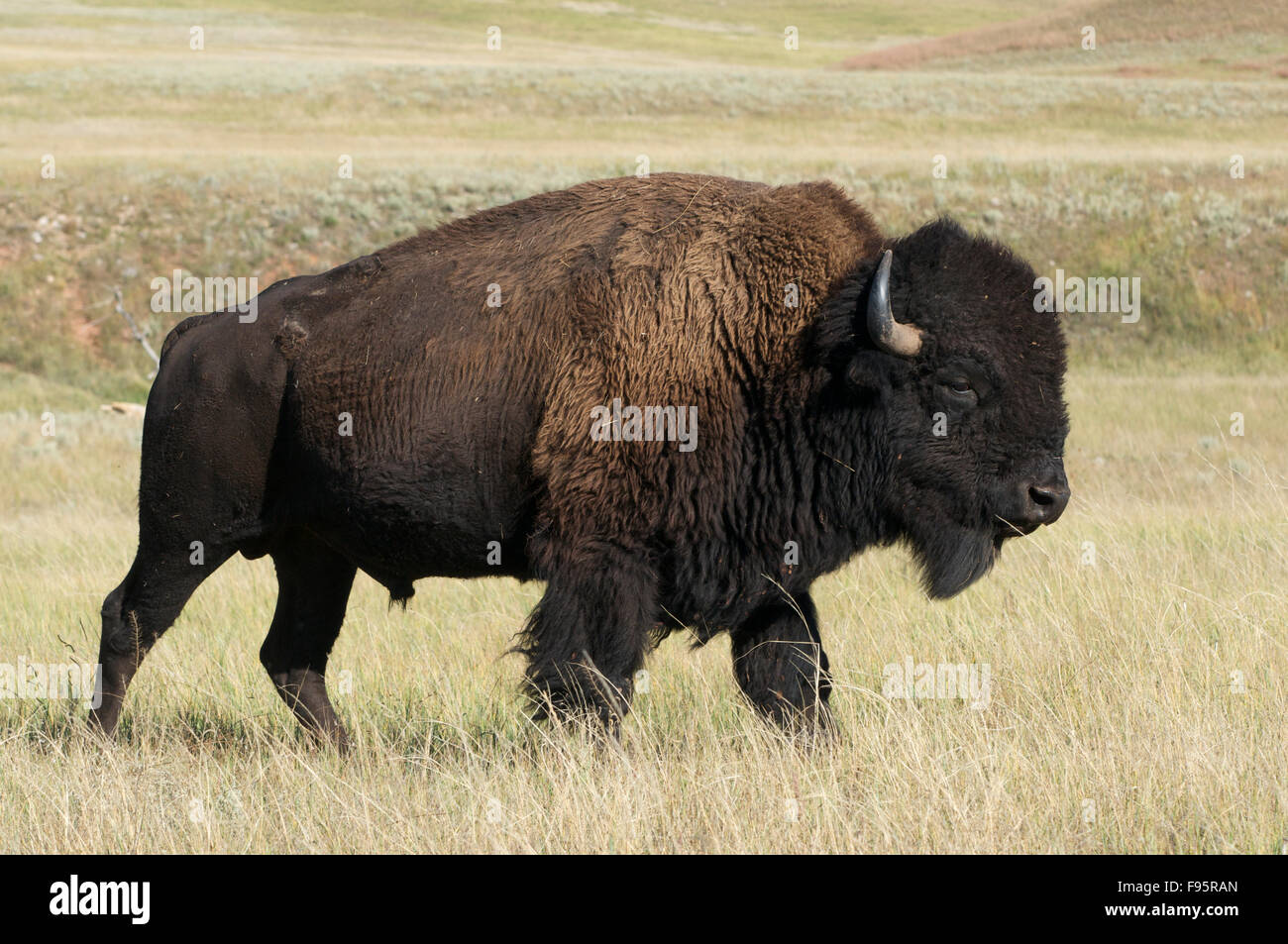 Gros plan du bison américain bull marcher dans les hautes herbes des plaines Custer State Park, South Dakota, USA, (Bison bison) Banque D'Images