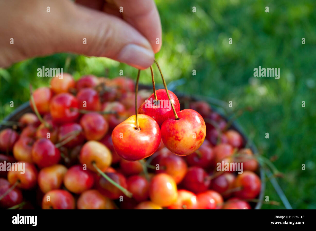 Un seau de Ranier mûres fraîchement cueillies sont les cerises dans l'Okanagan, BC Banque D'Images