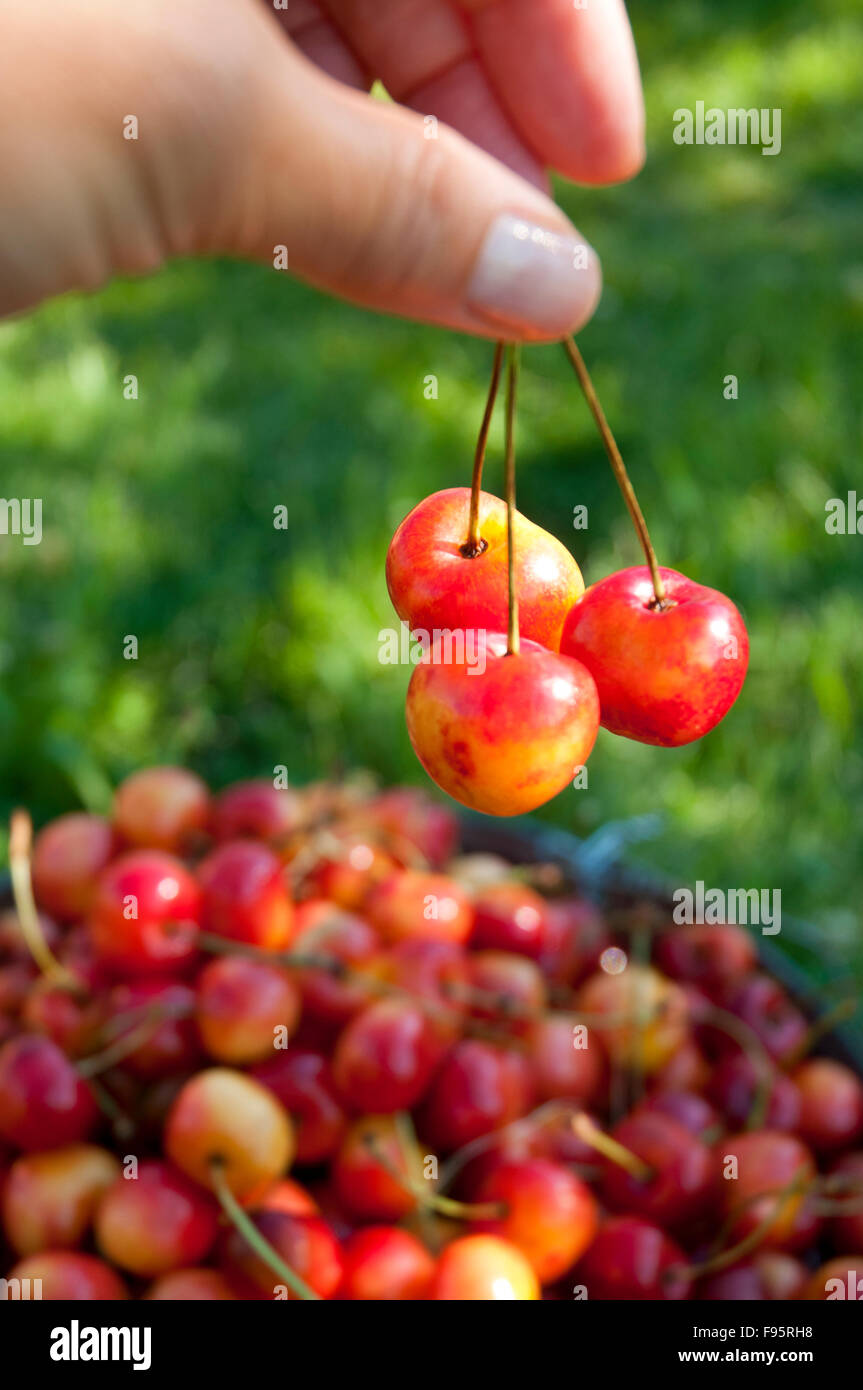 Un seau de Ranier mûres fraîchement cueillies sont les cerises dans l'Okanagan, BC Banque D'Images