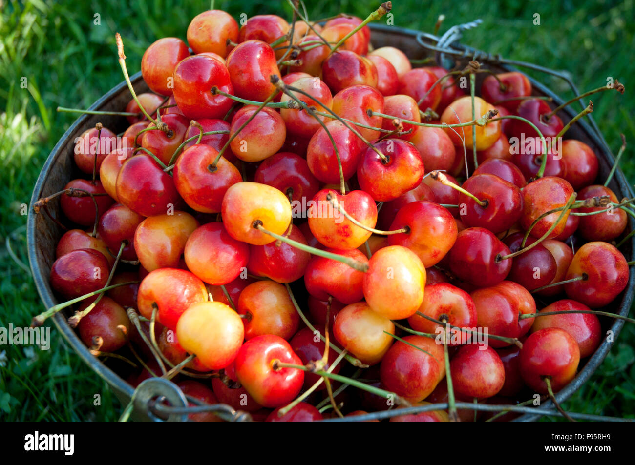 Un seau de Ranier mûres fraîchement cueillies sont les cerises dans l'Okanagan, BC Banque D'Images