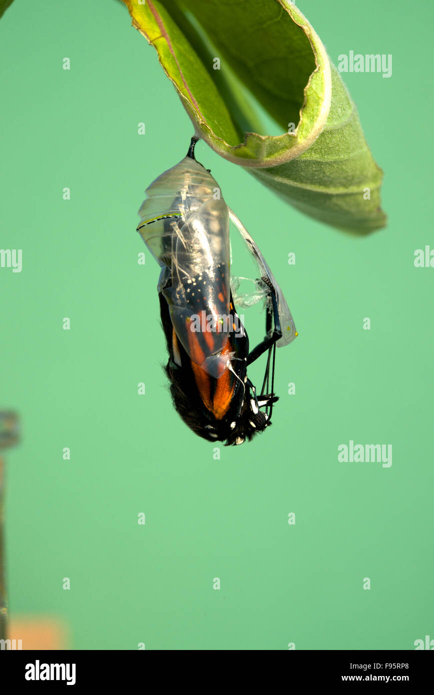 Papillon monarque émergeant de chrysalide à papillon, jointe à la feuille d'asclépiade. (Danaus plexippus). Près de Thunder Bay, Banque D'Images