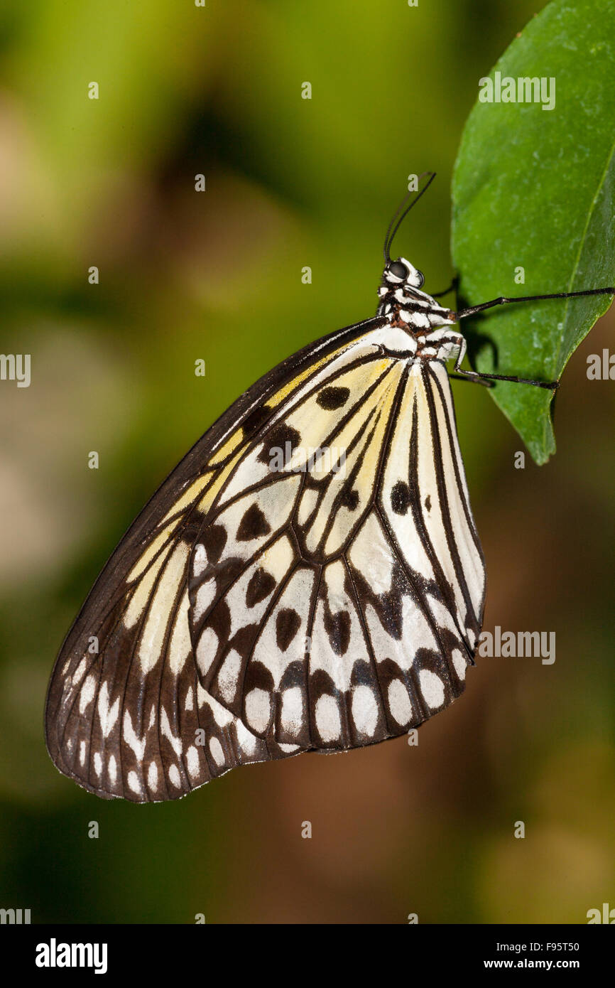 Grand arbre Papillon, nymphe (idée leuconoe), vue ventrale, l'origine de l'Asie du Sud-Est. Banque D'Images