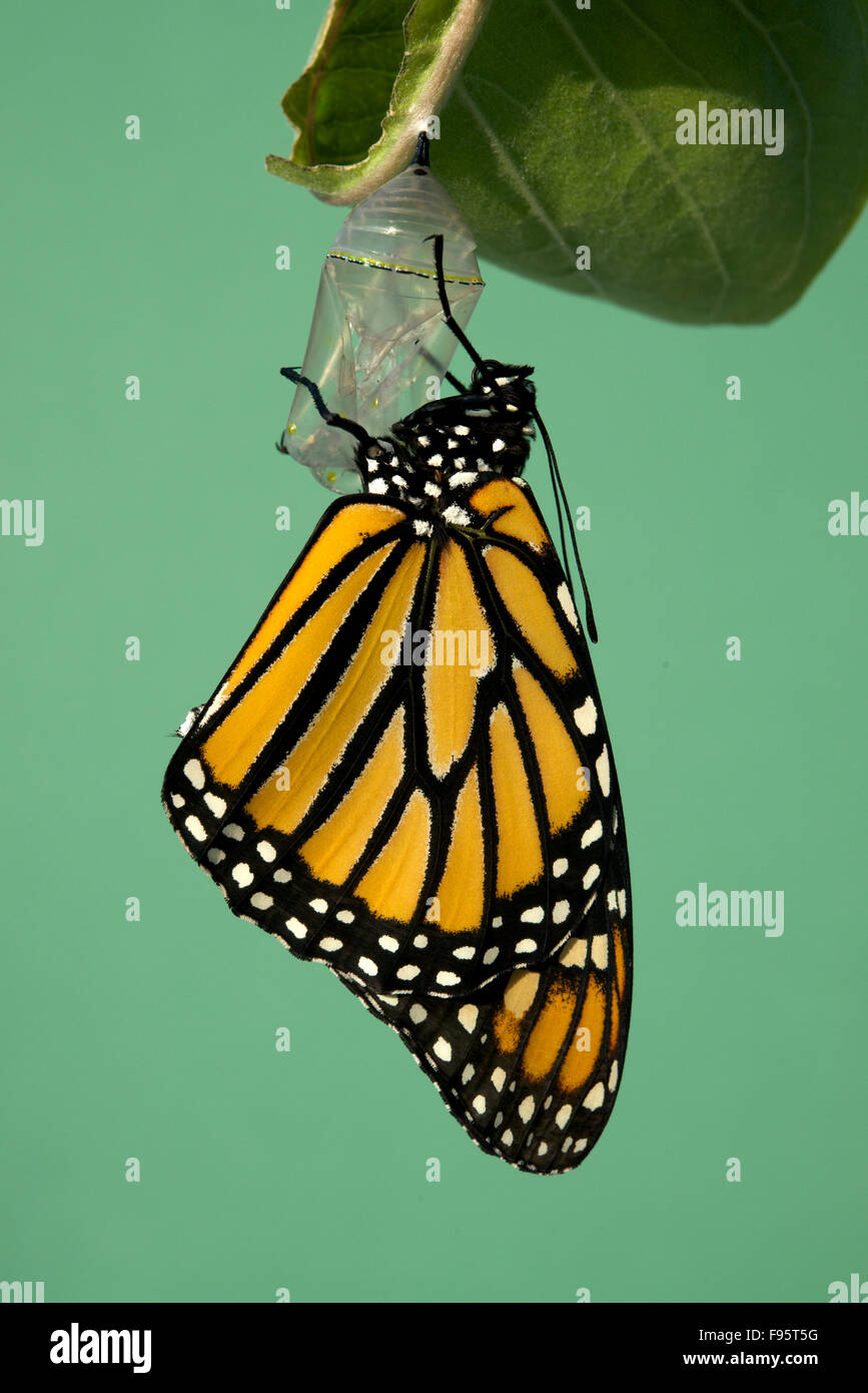 L'éclosion du papillon monarque, reposant sur l'usine d'asclépiade. (Danaus plexippus). Près de Thunder Bay, Ontario, Canada. Banque D'Images