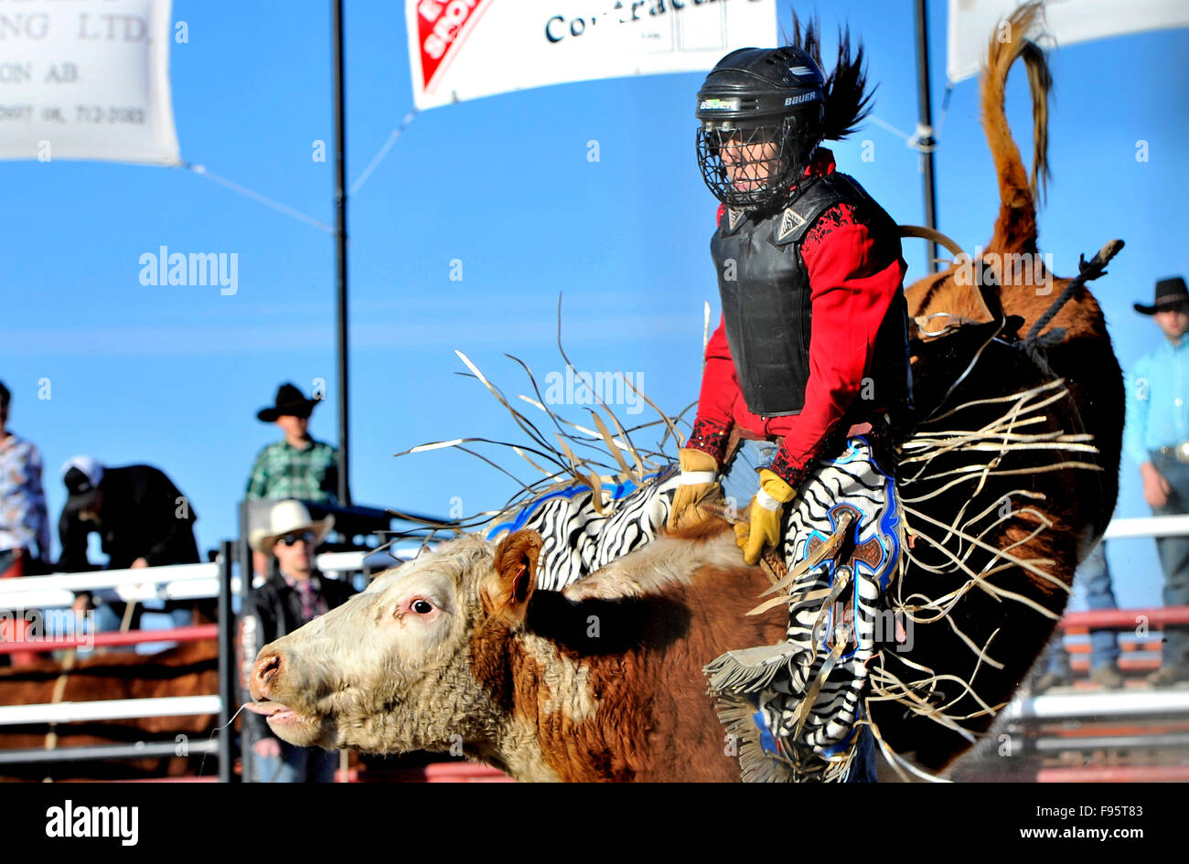 Un candidat à la pendaison le rodéo de sexe féminin pour un tour sauvage sur une vache de tronçonnage à un rodéo événement dans les régions rurales de l'Alberta, Canada Banque D'Images