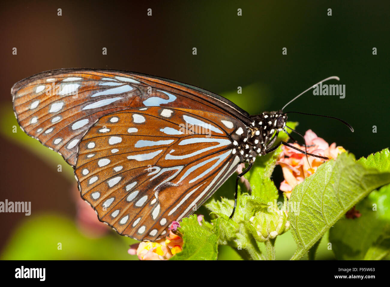 Blue glassy tiger, (Ideopsis similis), papillon adulte, vue ventrale Banque D'Images