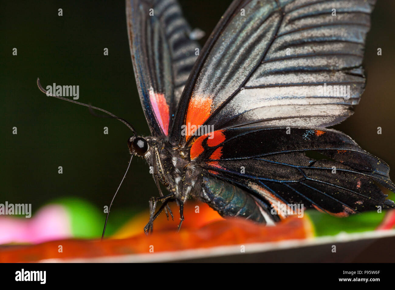 Grand Mormon Papilio memnon), vue ventrale Banque D'Images