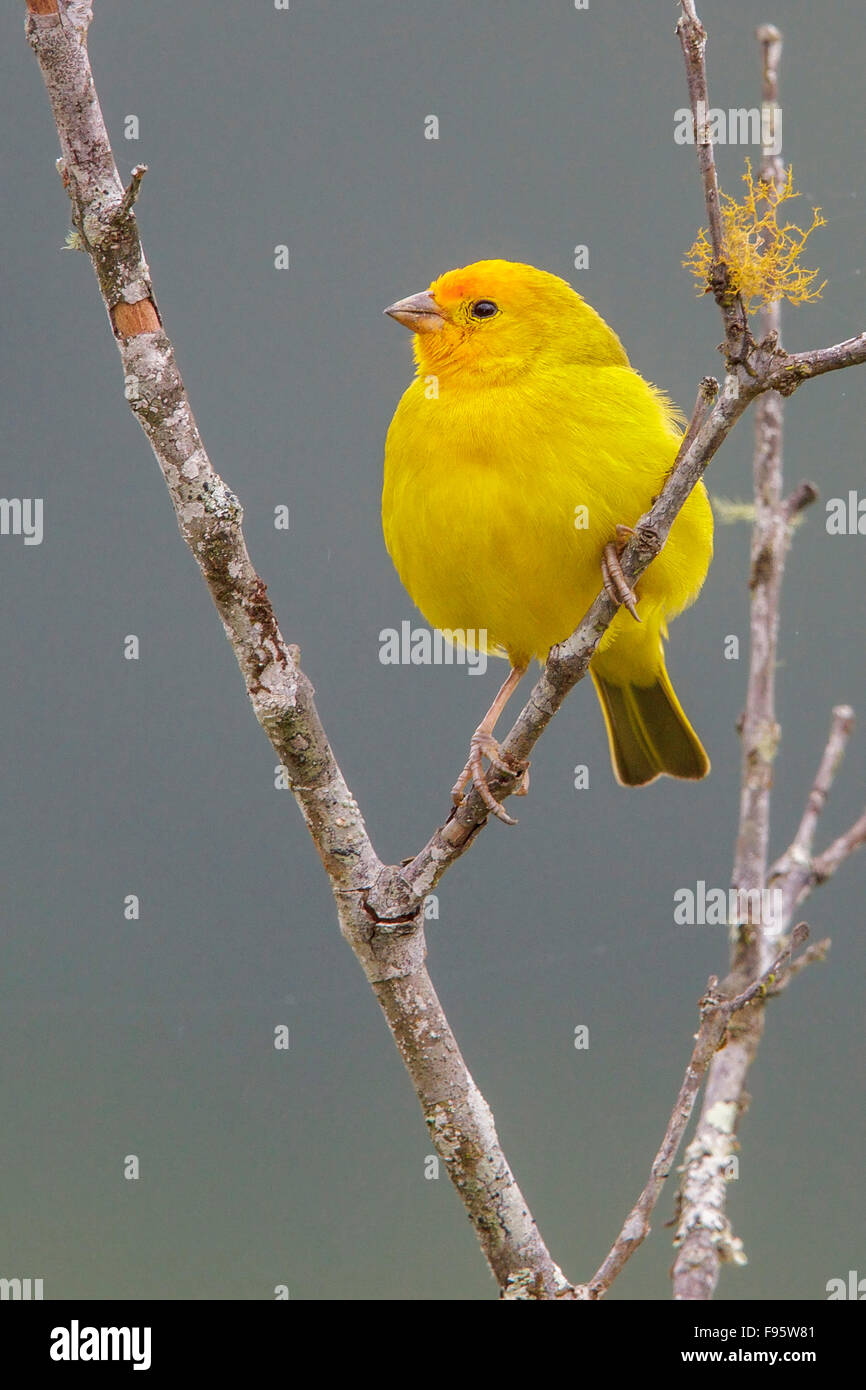 Sicalis flaveola Finch (safran) perché sur une branche dans la forêt tropicale atlantique du sud-est du Brésil. Banque D'Images
