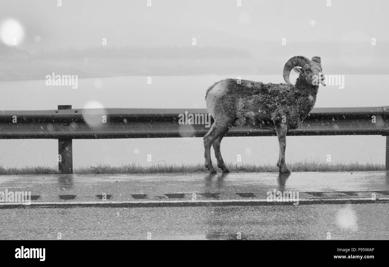 Le mouflon d'Amérique sur la route 11 à vue sur le lac Abraham Michener, Kootenay Plains, Alberta, Canada Banque D'Images