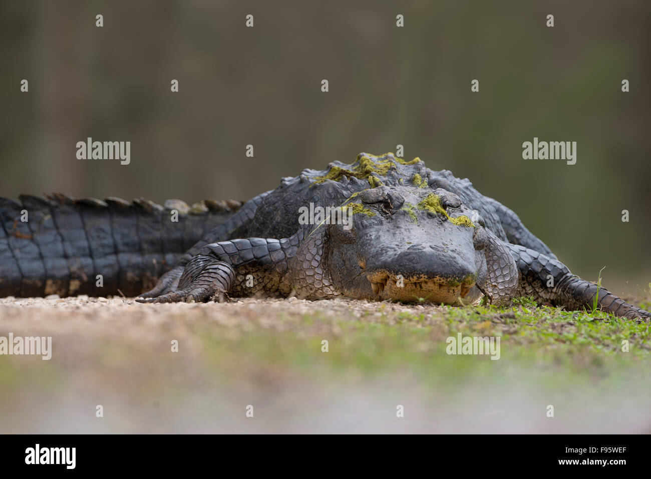 Aligator Brazos Bend State Park, Texas Banque D'Images