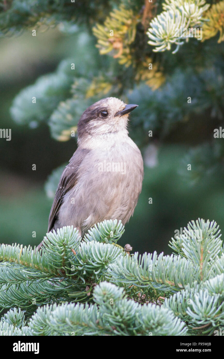 Mésangeai du Canada (Perisoreus canadensis) perché sur une branche en Colombie-Britannique, Canada. Banque D'Images